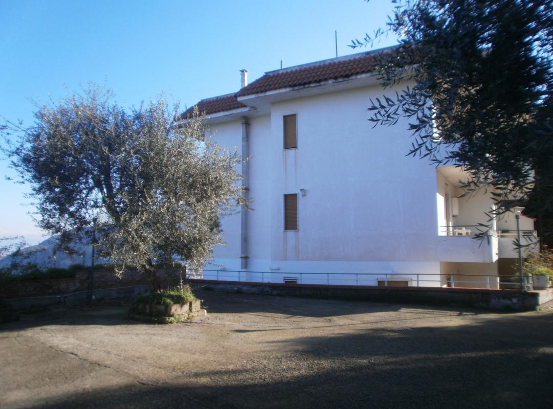 VICO 295-19